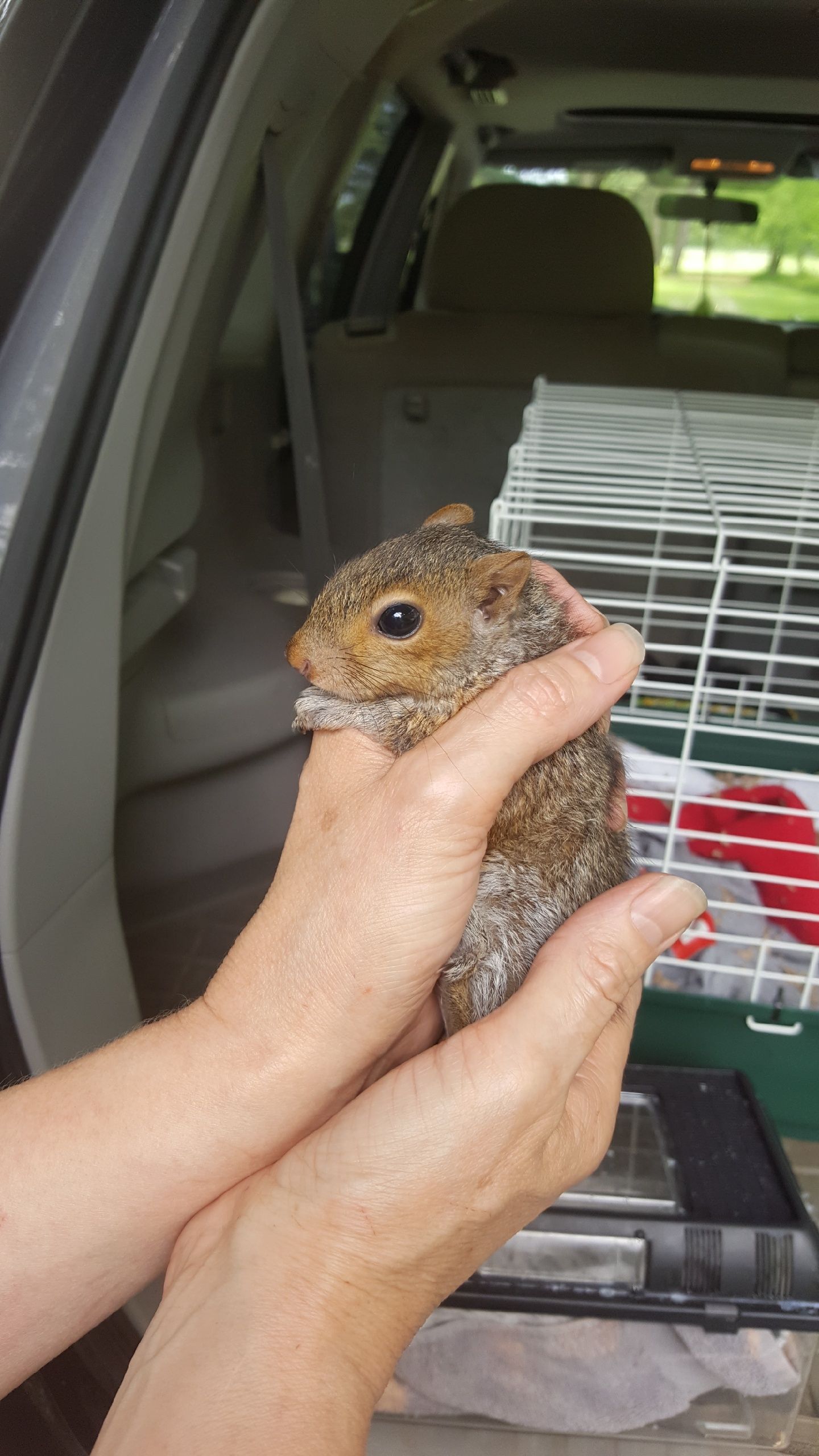 Rocky squirrel